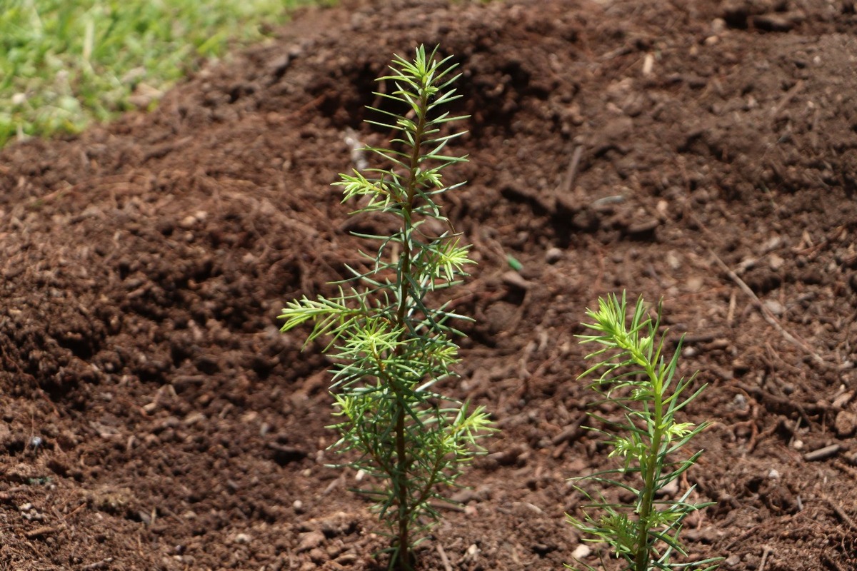 Oyameles donados por CORENADR fueron plantados en el Parque Nacional El Chico.