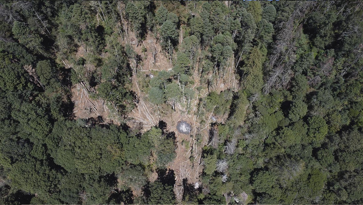 El Parque Nacional El Chico registra una afectación histórica con más de 14 mil árboles talados (Jorge Sánchez)