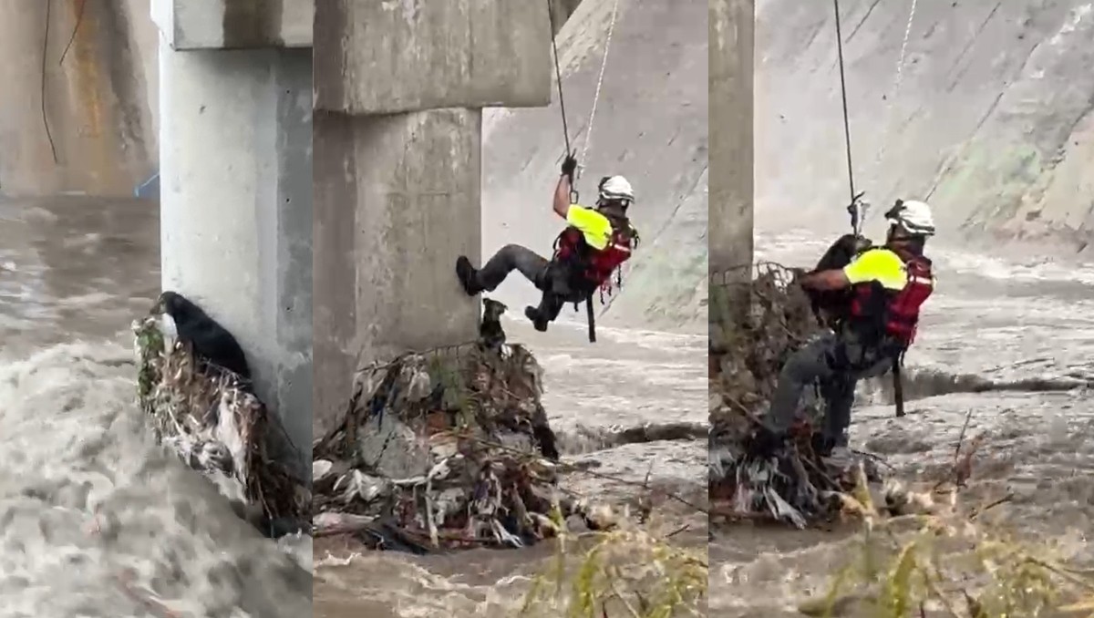 Rescate de perro en San Pedro Garza García  | Especial