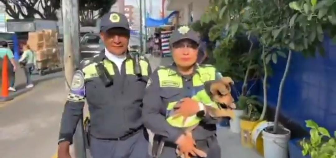 El animal quedó bajo resguardo de la Dirección de Operación Vial Zona 2 Centro