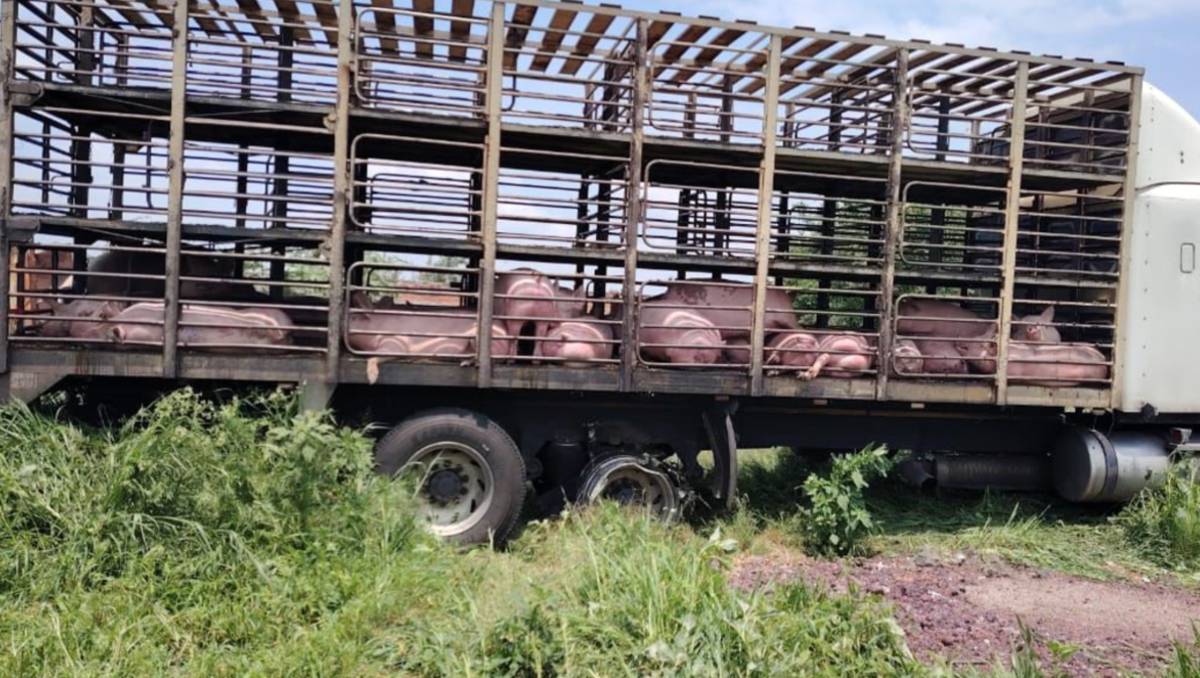 Autoridades de Guanajuato recuperaron un tractocamión en Abasolo.