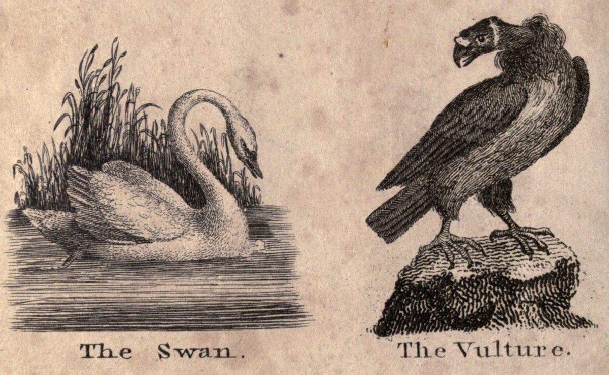 'El cisne' y 'El zopilote', grabados del libro 'Infant’s Cabinet of Birds and Beasts', de 1820. (Public Domain Review)