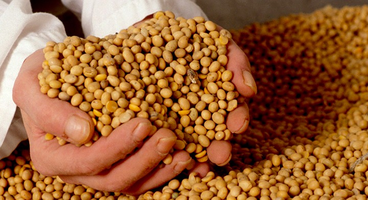 Importación de granos y oleaginosas bajó 8.3% anual a julio: GCMA