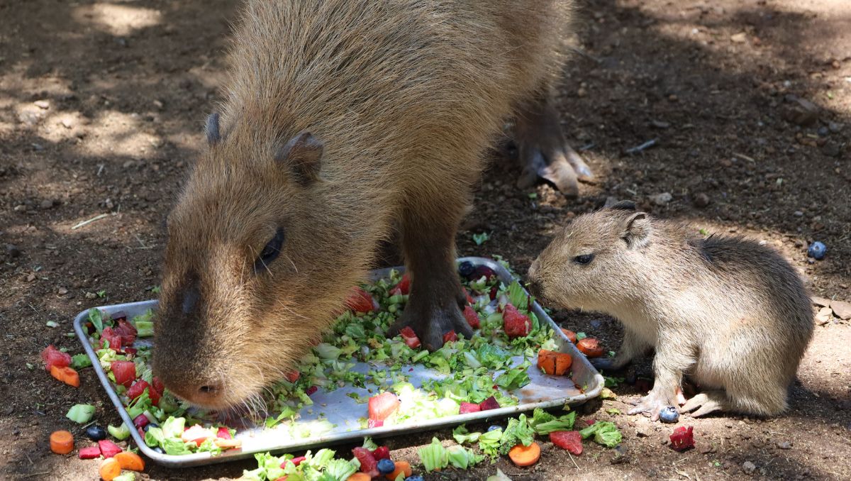 El nacimiento del capibara generó gran emoción en redes sociales.