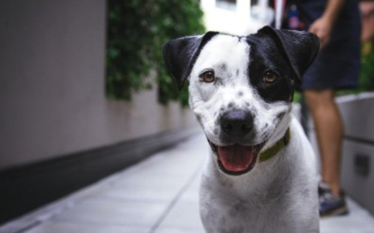 Nutrición canina
