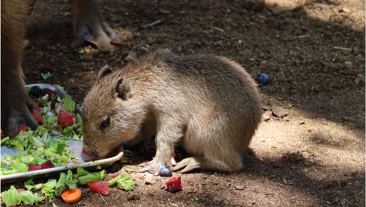 El parque invita a los visitantes a conocer al nuevo integrante de su familia animal. | Foto: Especial