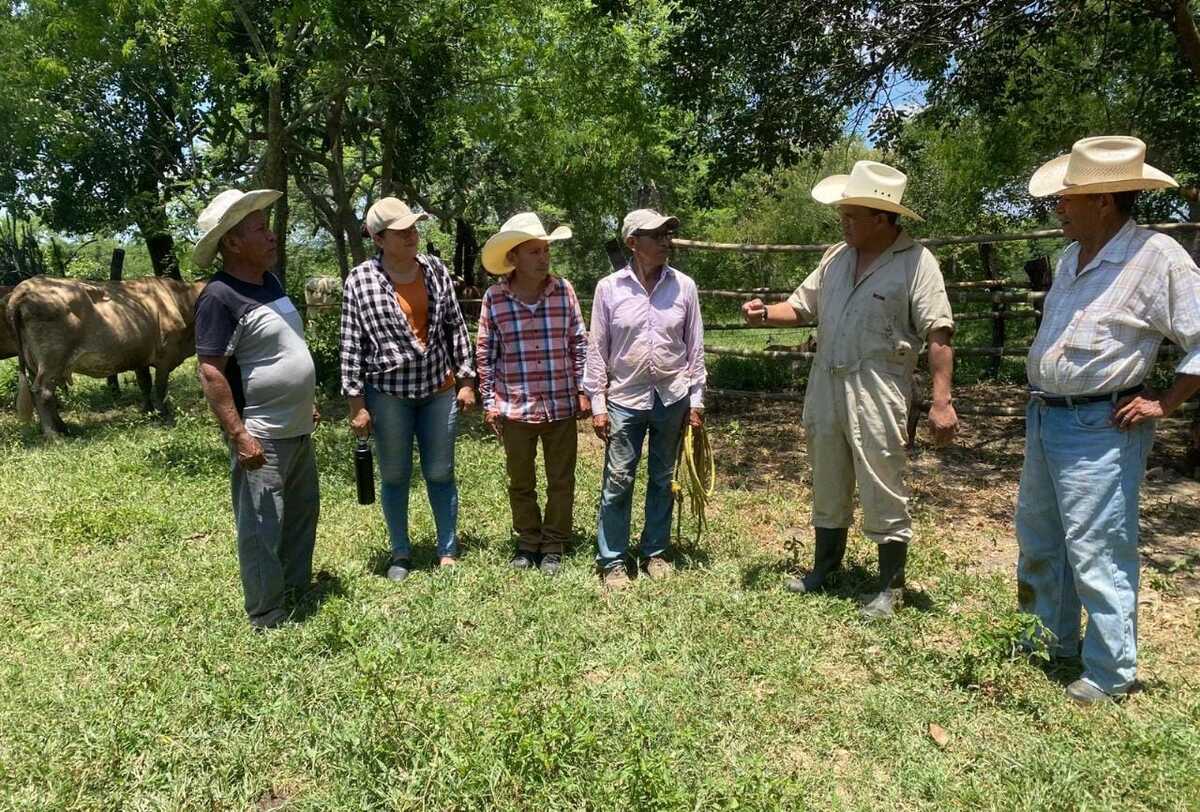 Realizan inseminación artificial bovina. (Cortesía)