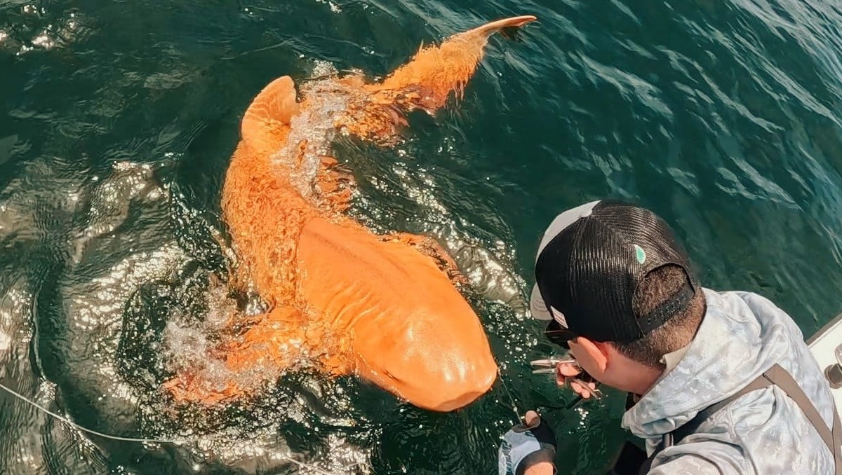 Descubren en Costa Rica un tiburón naranja con ojos blancos | ESPECIAL