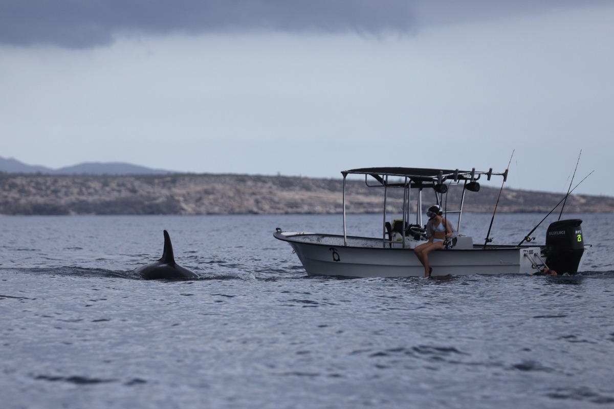 Erick Higuera Rivas dijo que aprendió que las orcas no lo iban a atacar | Jorge Carballo