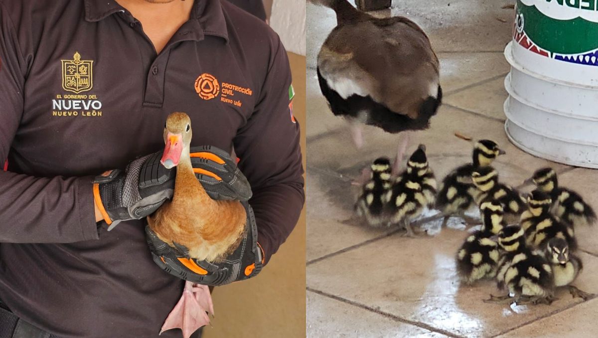 La familia de patos fue puesta a salvo por elementos de PCNL. | Especial