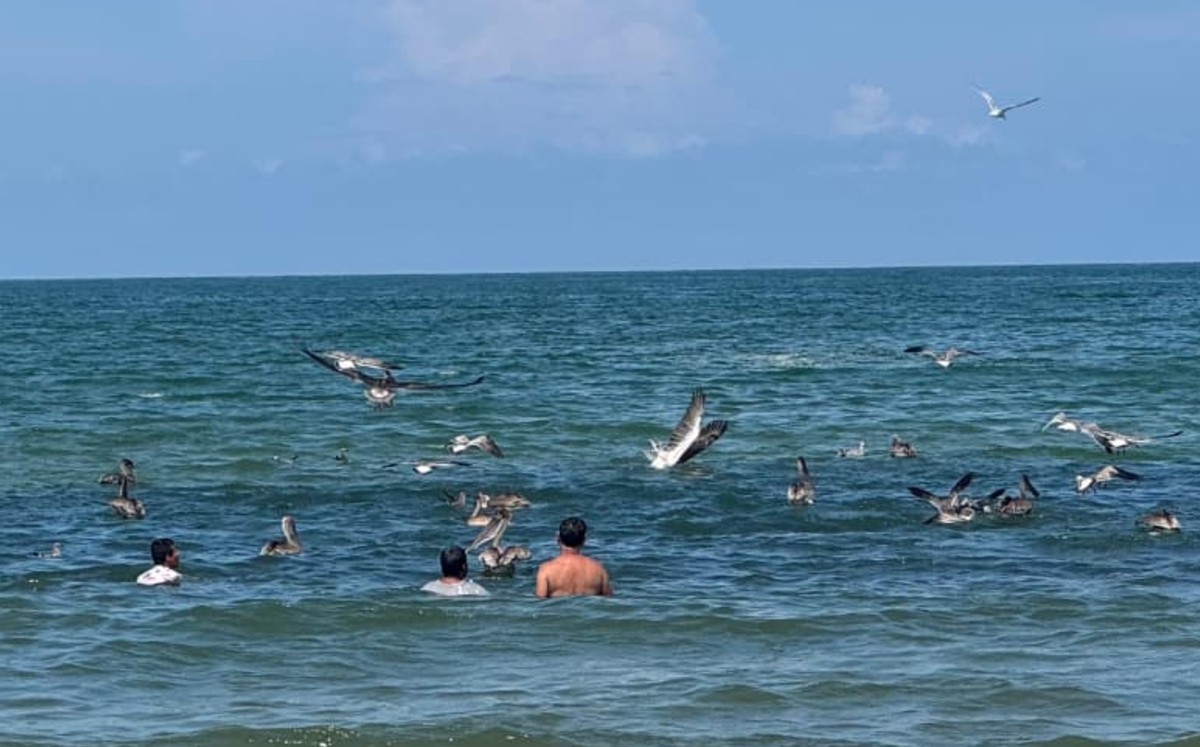 Pelícanos arriban a playa Miramar; sorprenden a bañistas