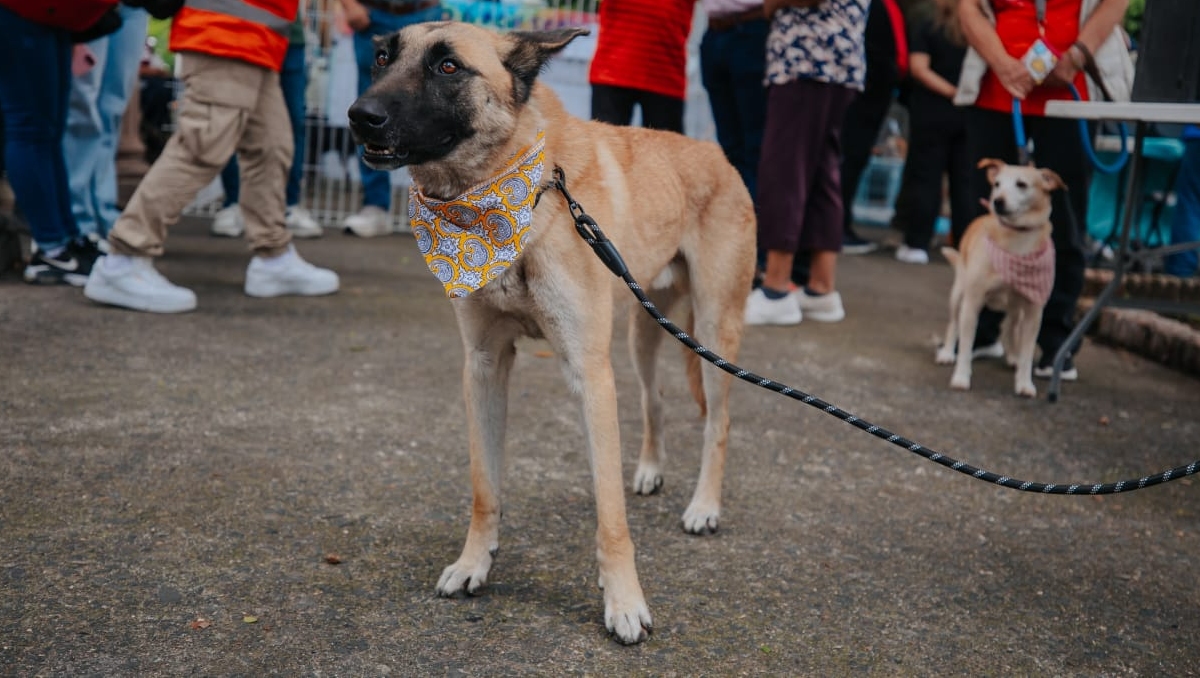 Se han rescatado 80 perritos en la presente administración (Foto: Cortesía)