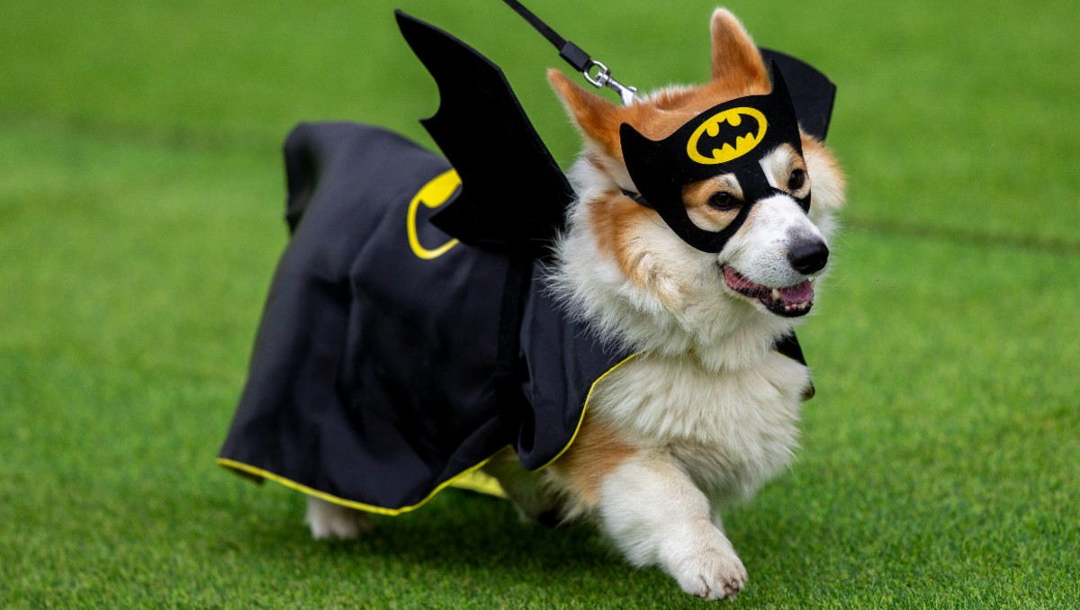 Batman de cuatro patas en el concurso. | AP