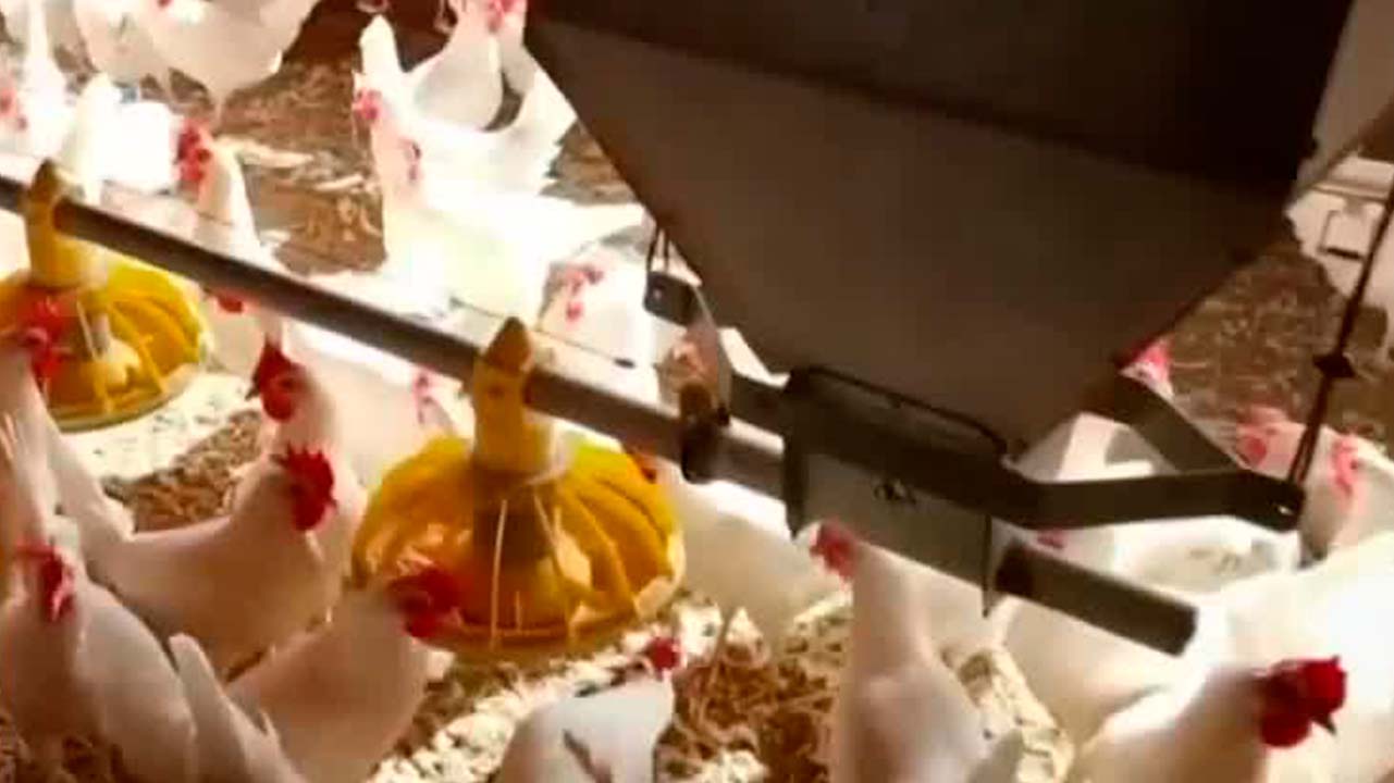 El documental "Una pesadilla oculta" revela la cruda realidad de las gallinas en México. ¿Listo para ver la verdad?