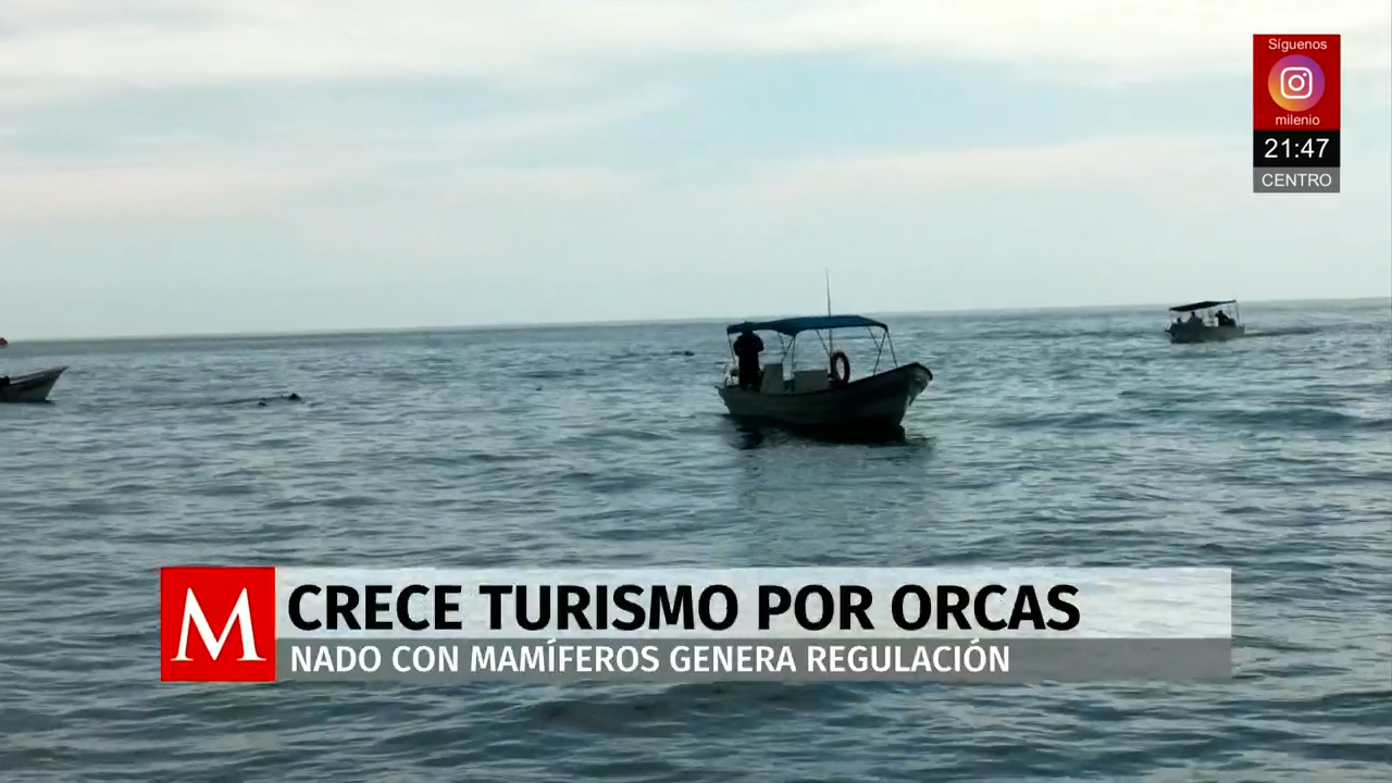 Nado con orcas en La Paz fuera de control pone en riesgo a pescadores y animales