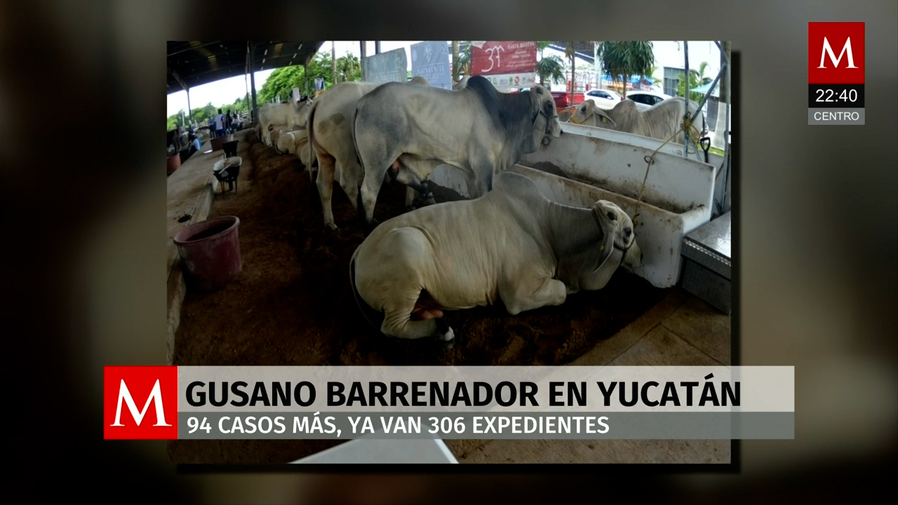 Yucatán reporta 94 nuevos casos de gusano barrenador y alerta a municipios afectados
