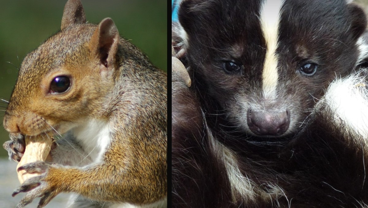Hay animales pequeños que no pueden contagiarte de la rabia | Especial Discover Milenio
