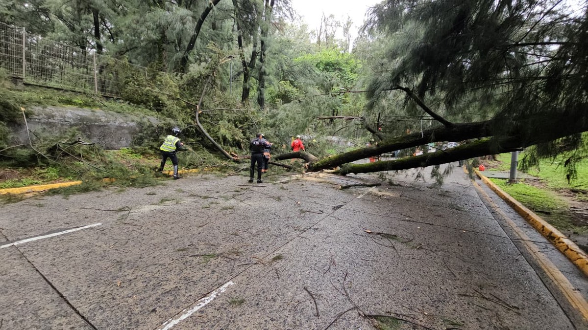 Árbol se cae en AV Patria y tapa circulación (Juan Carlos Mungía)