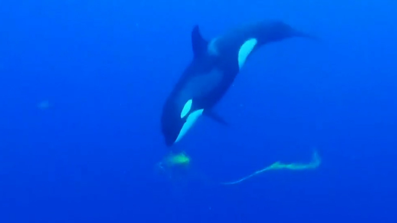 Crece el turismo en La Paz por avistamientos de orcas; preparan plan de protección