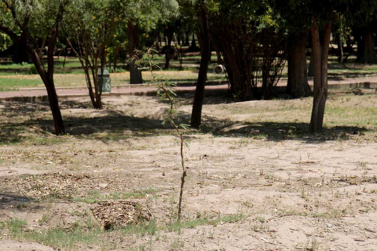 Se informó que el operativo incluyó la capacitación básica a los participantes sobre técnicas de riego y monitoreo.| Rolando Riestra
