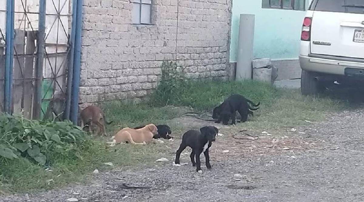 Ecatepec ciudad con más perros y gatos en situación de calle en México.  Foto: Especial