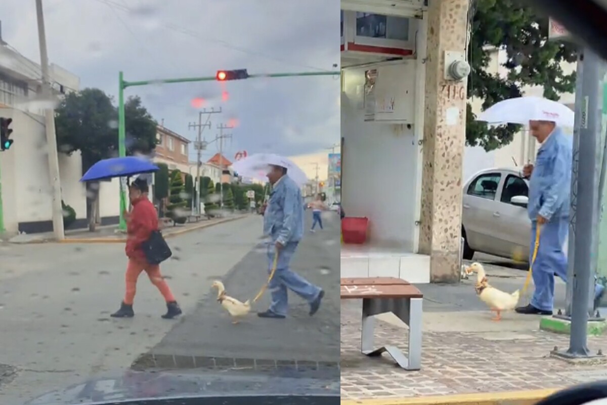 La inusual mascota recorre las avenidas principales de Pachuca junto a sus dueños