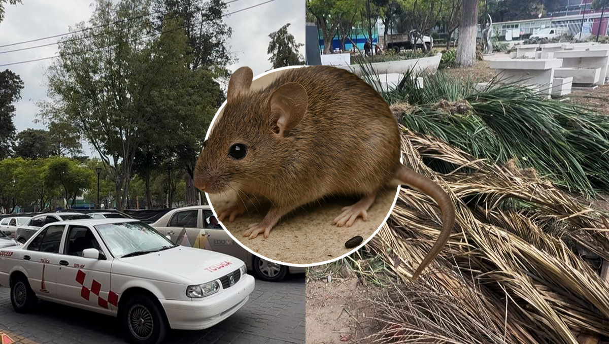El parque con plaga de ratas está ubicado en la calle Ignacio López Rayón, esquina con Miguel Hidalgo. Foto: (Mario C. Rodríguez/IECOP)