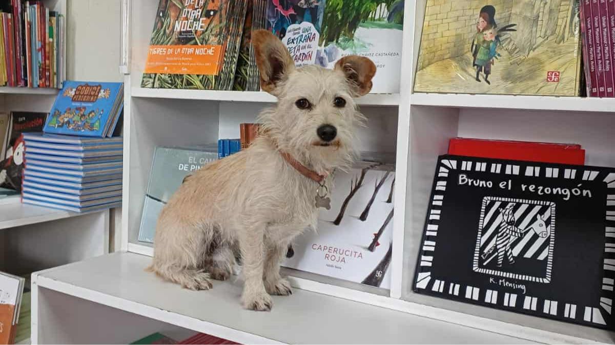 Puchi, el lomito que superó el maltrato y hoy cuida libros.| Antonio Ramírez.