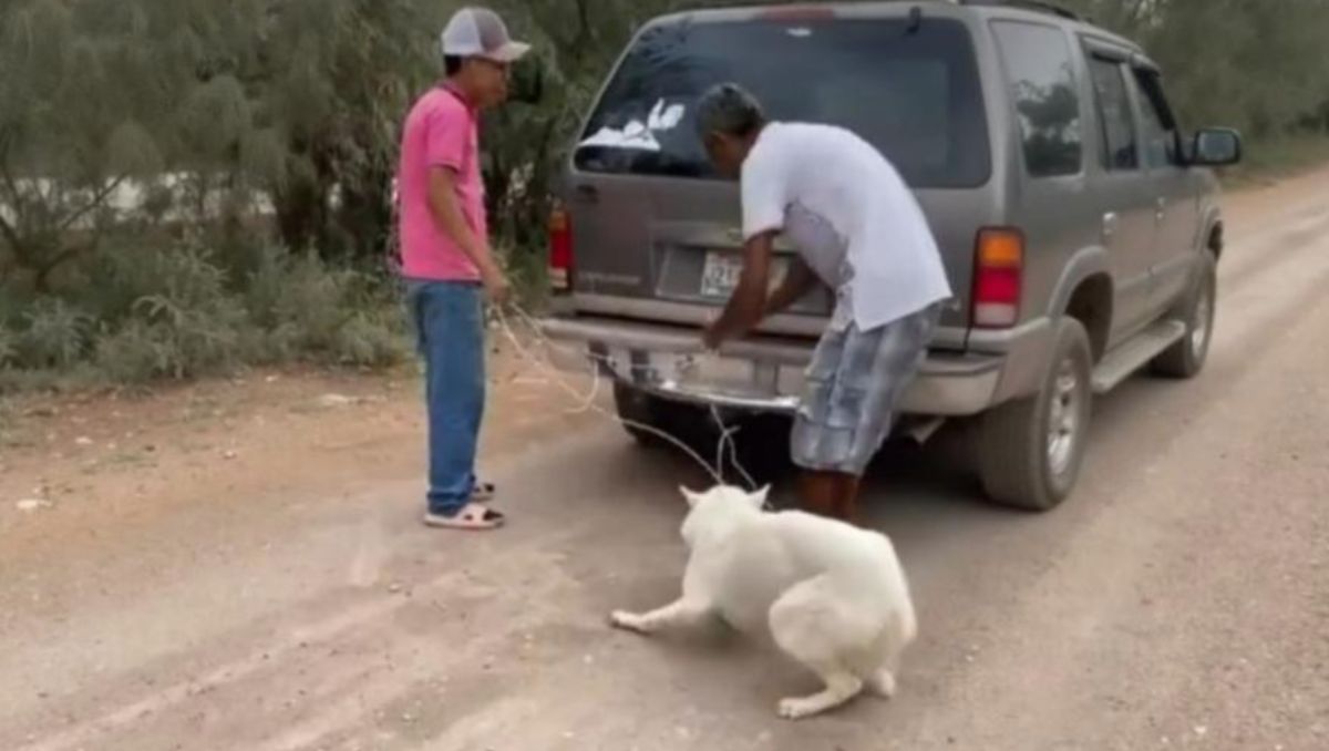 el adolescente que arrastró al perro actuó con el consentimiento de un adulto, quien también fue cómplice del acto. | Especial