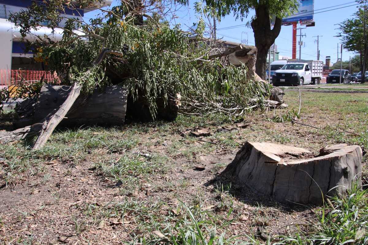 Ciudadanos y ambientalistas exigen detener la tala de 100 árboles por las obras del sistema vial Abastos-Independencia.| Verónica Rivera