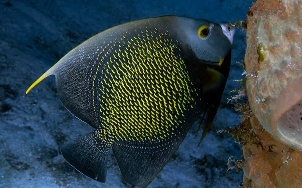 El pez Ángel Francés a diferencia de muchos otros peces, suele observarse en parejas estables. | Freepik