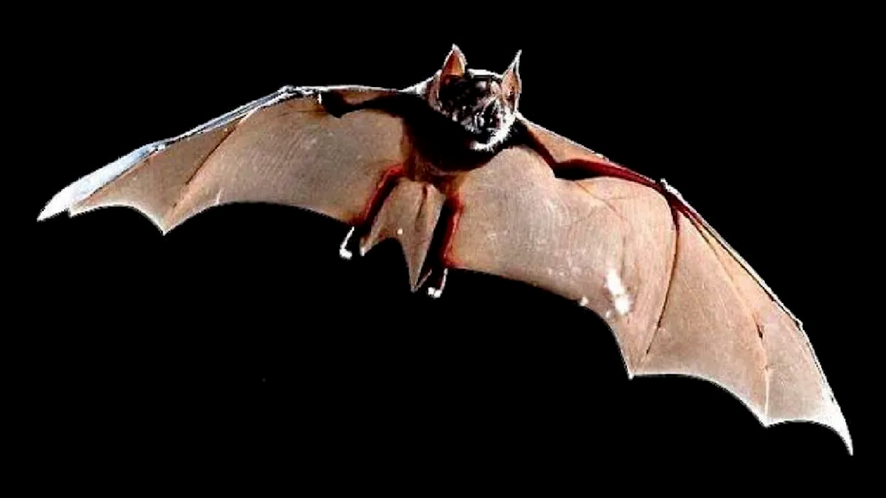 Confirman presencia de murciélago gigante en la Selva Lacandona de Chiapas