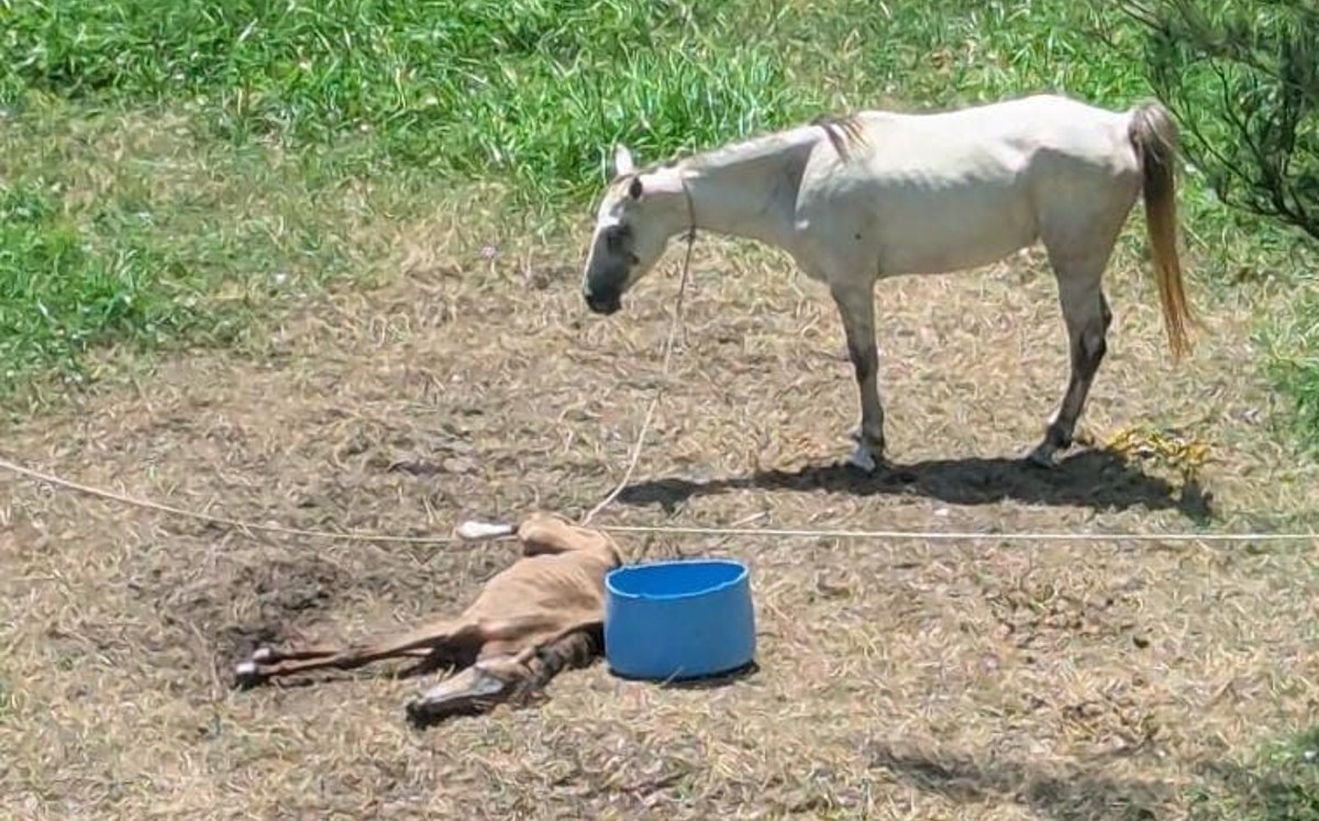 Fotografías de los caballos fueron difundidas en grupos de Whatsapp. | Cortesía