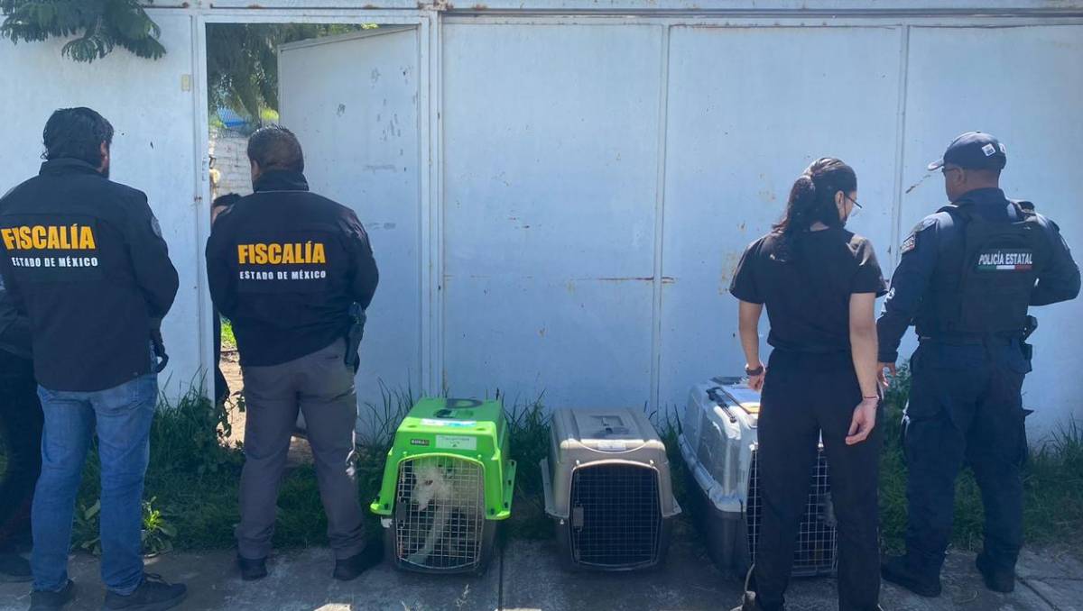 En el lugar localizaron a los tres caninos con visibles signos de descuido y posibles lesiones. Especial