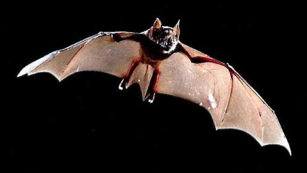 El murciélago se suma a las más de 100 especies de este tipo, registradas en Chiapas. (Especial)