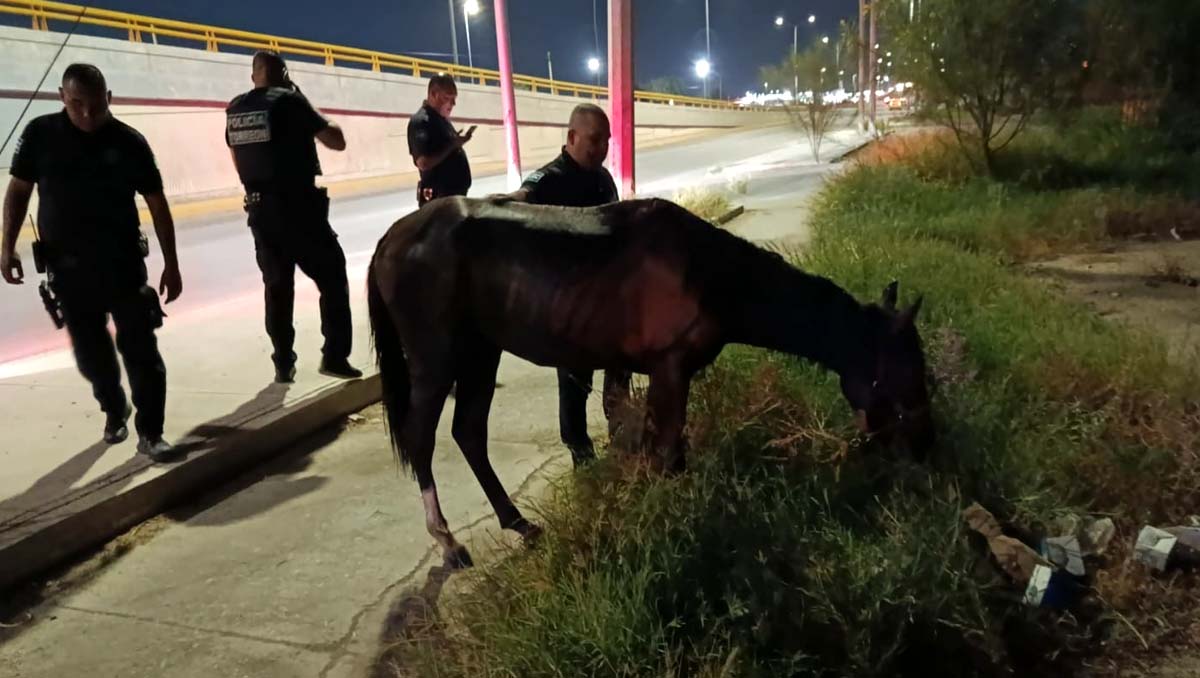 Rescatan caballo que estaba tirado en la calle. l Especial