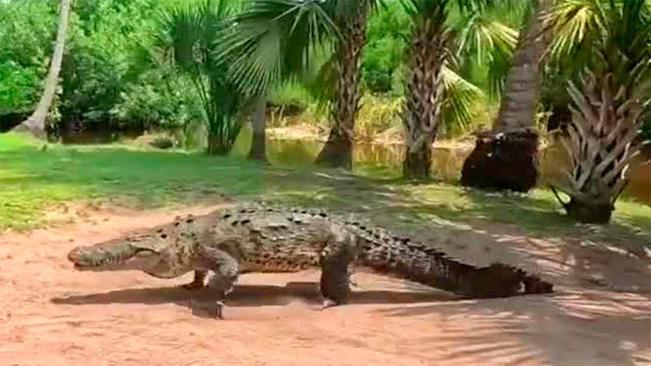 Comunidad de La Ventanilla crea santuario de conservación del cocodrilo en Oaxaca