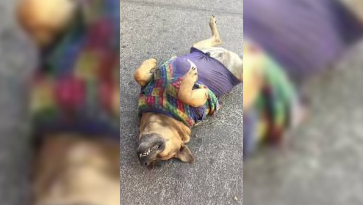 El perro gordo de Texcoco se volvió atracción local al convertir una banqueta en su hogar y ganar 5 estrellas en Google Maps. Especial