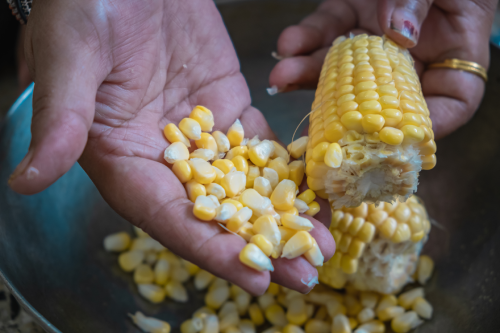 Se ha reportado aumento en el precio del maíz amarillo. | Foto: Especial