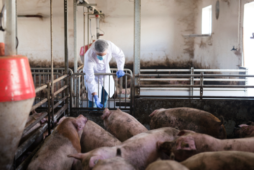 Un veterinario revisa ganado porcino en una granja. | Foto: Especial.