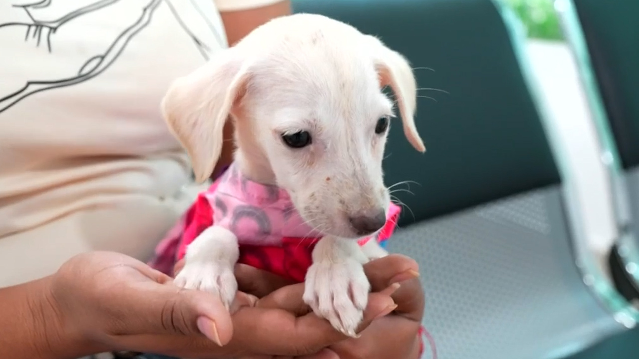 Alcaldesa de Acapulco inaugura Centro de Bienestar Animal