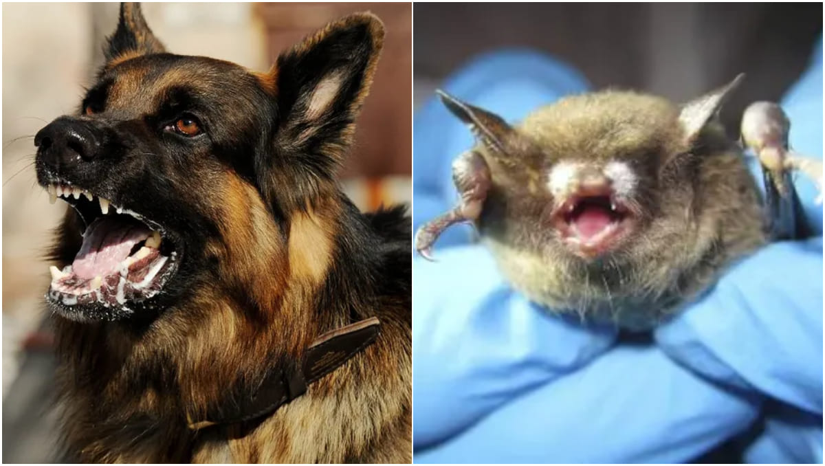 Los perros y los murciélagos son dos de las especies responsables del contagio de la enfermedad | Especial