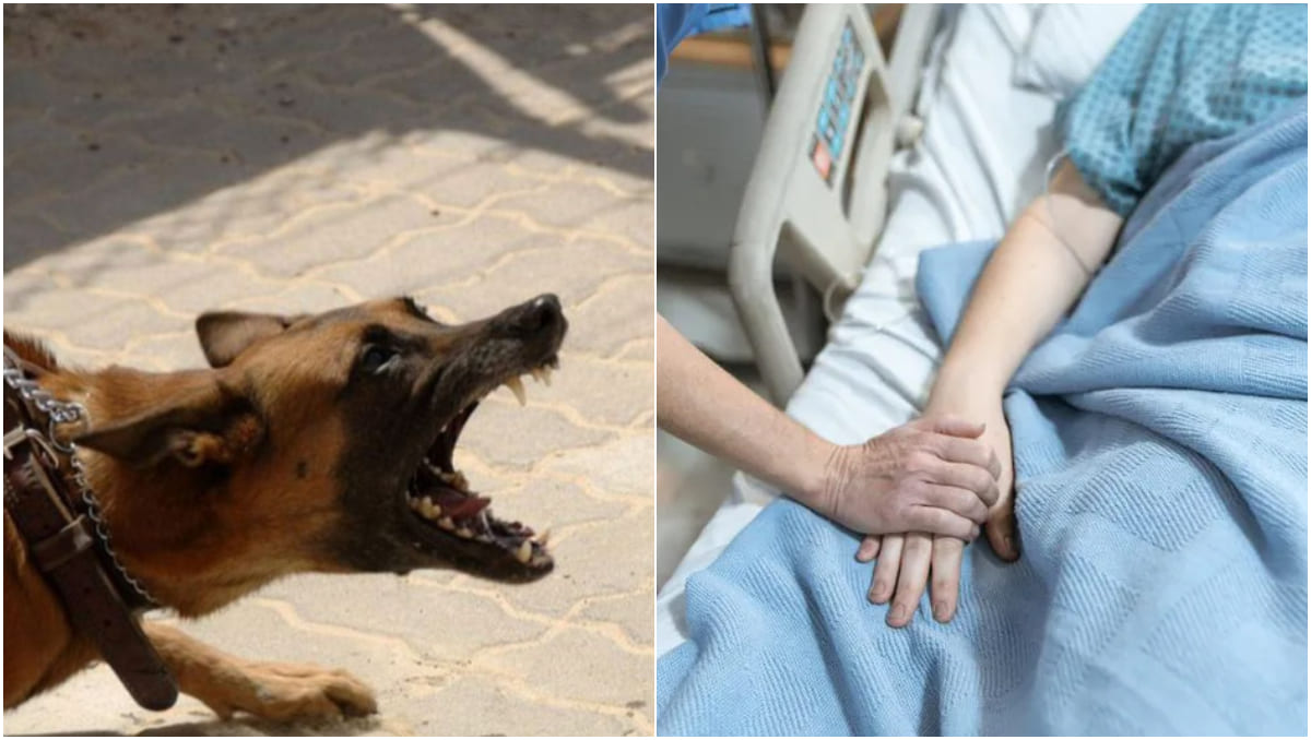 México es el único país reconocido por la OMS como libre de rabia humana por contagio de perros | Especial