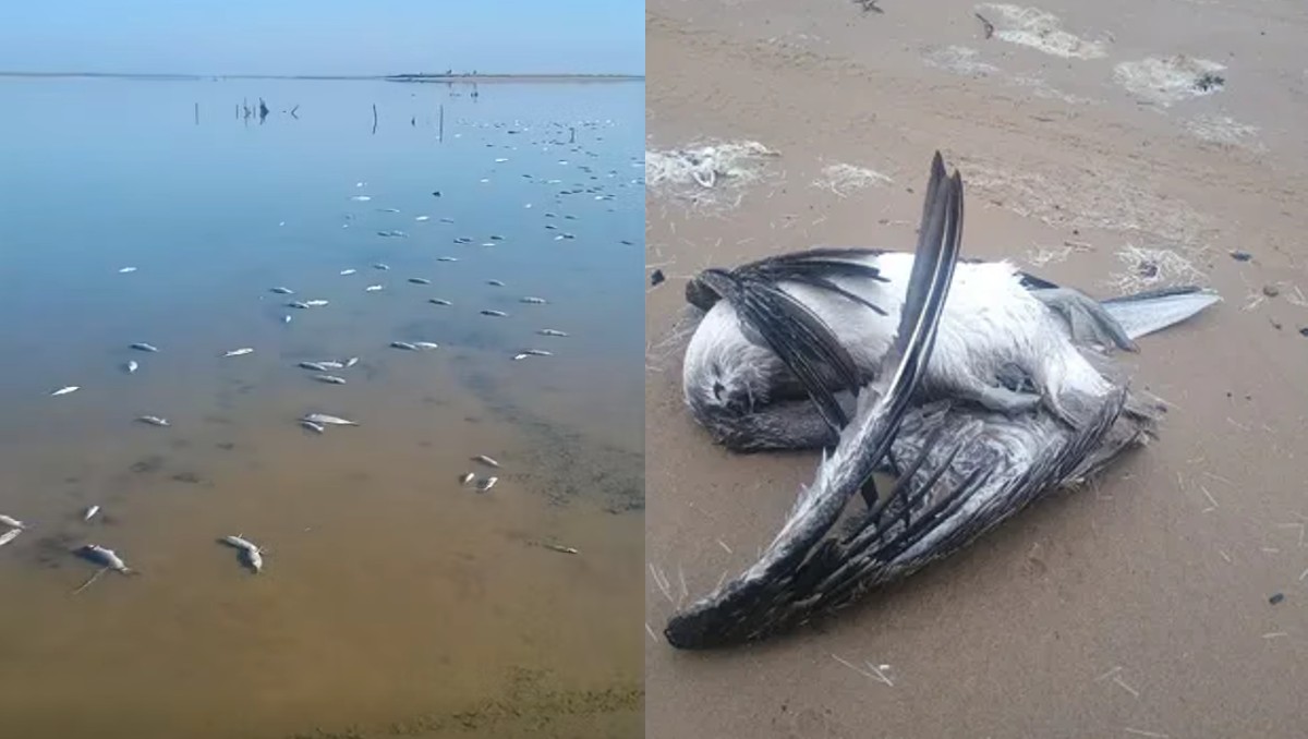 Reportan peces muertos en playa Bagdad, matamoros