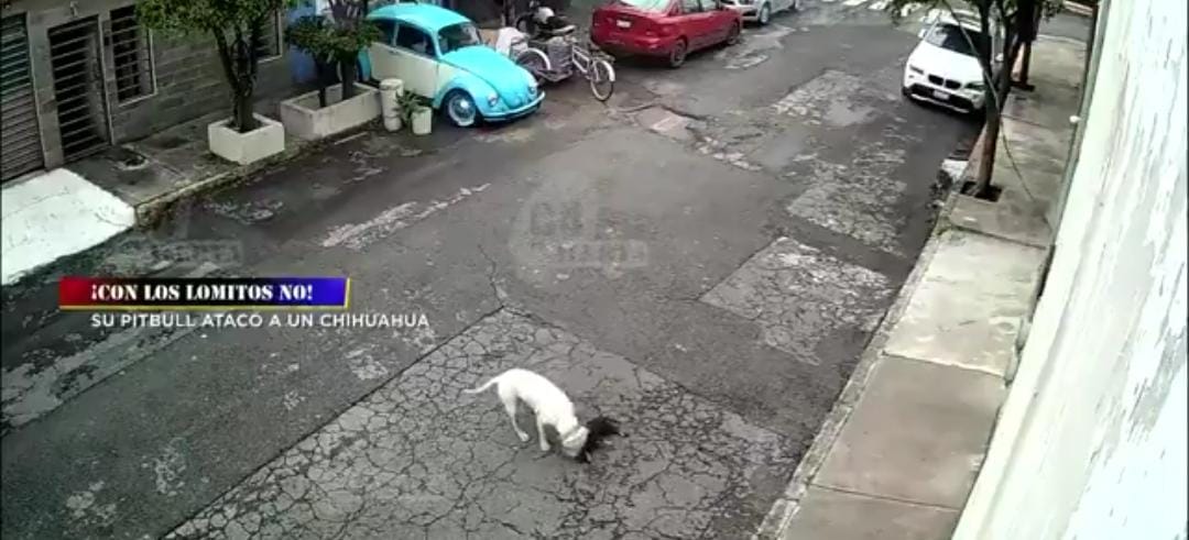 En chihuahua murió tras el ataque.