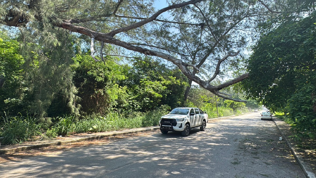 Enorme pino en riesgo de caer en Ciudad Madero. (Mario Juárez)