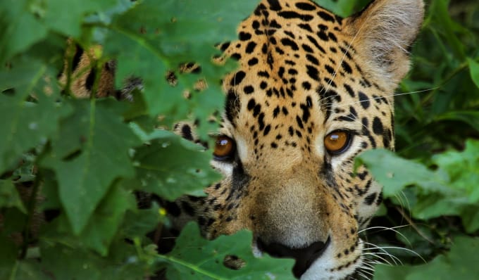 Jaguar avistado en Hidalgo. (Cortesía)