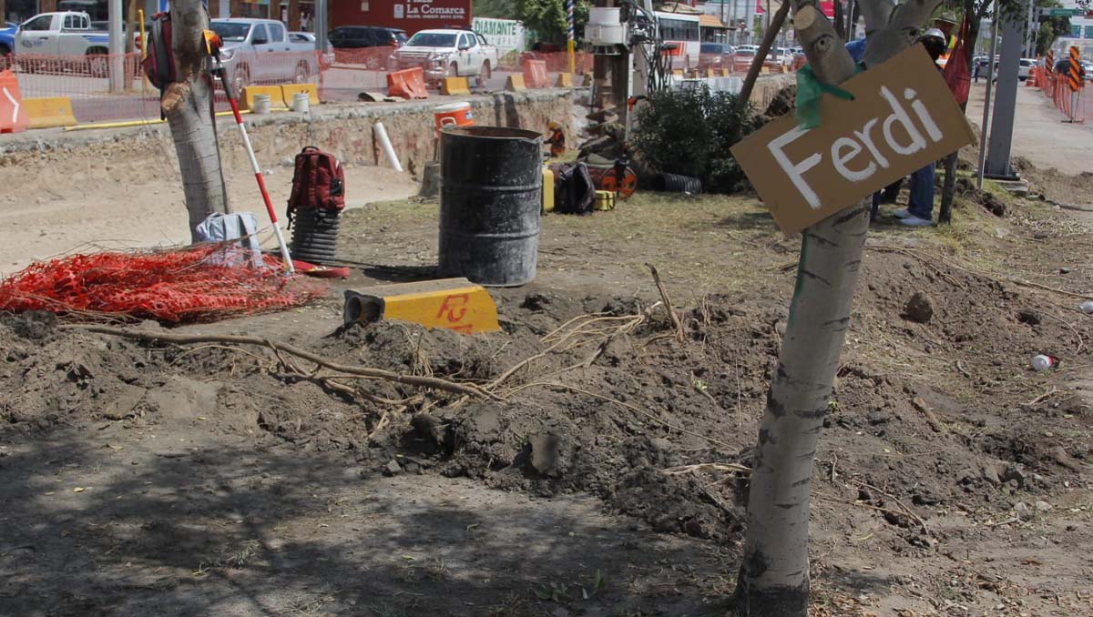 Comienza trasplante de árboles en Torreón. l Manuel Guadarrama