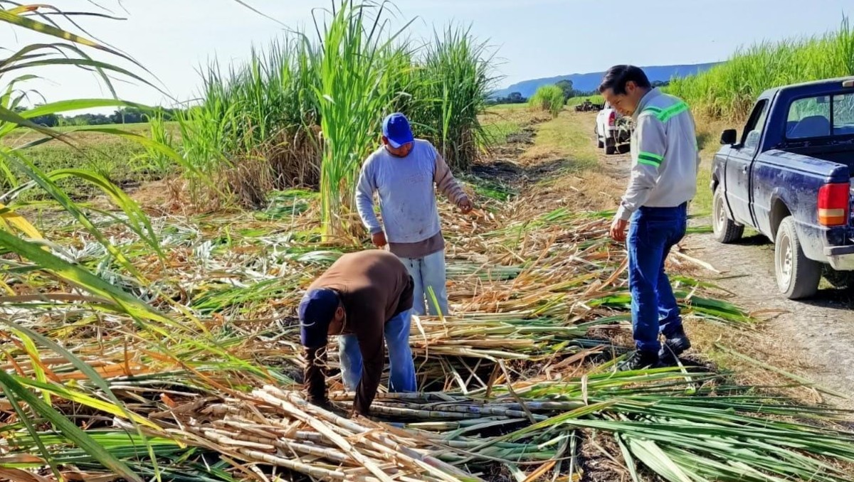 Cosecha de la caña de azúcar en Tamaulipas.