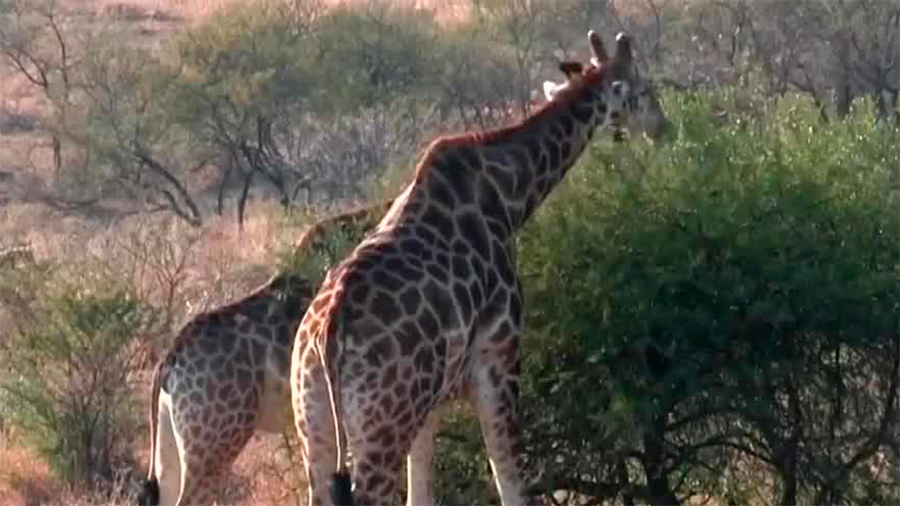 Científicos confirmaron que en África existen cuatro especies de jirafas